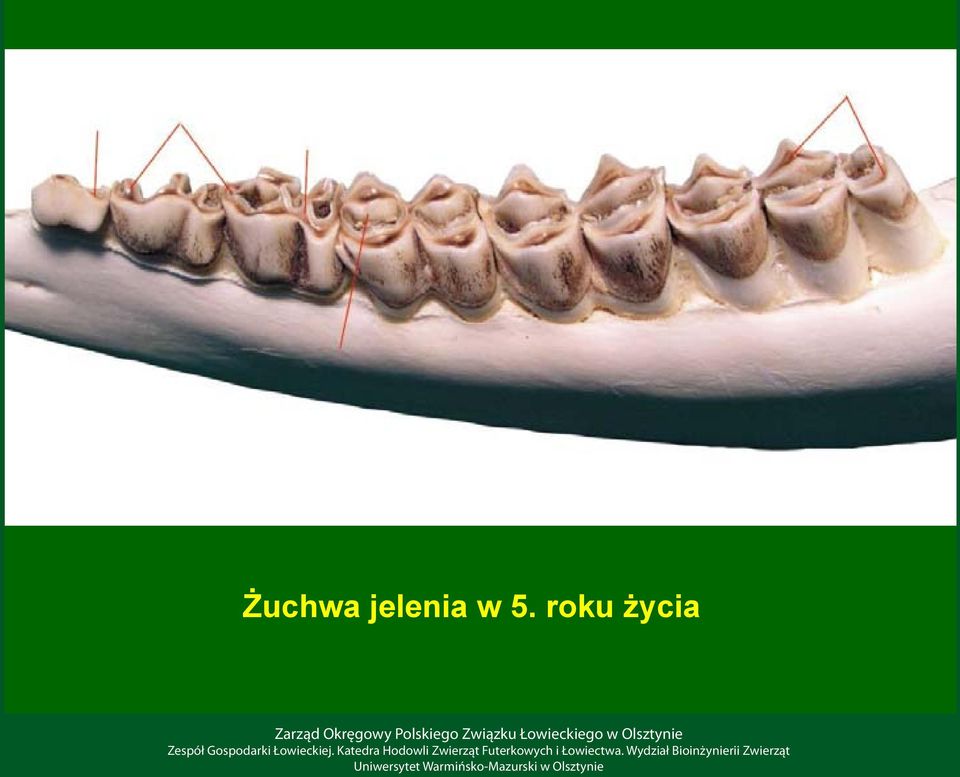 5. roku