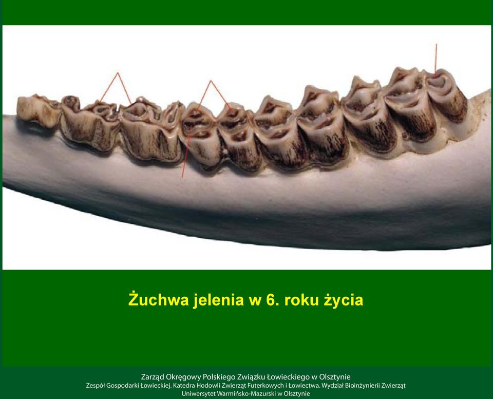 6. roku