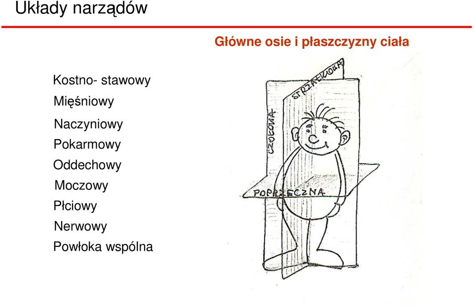 Mięśniowy Naczyniowy Pokarmowy