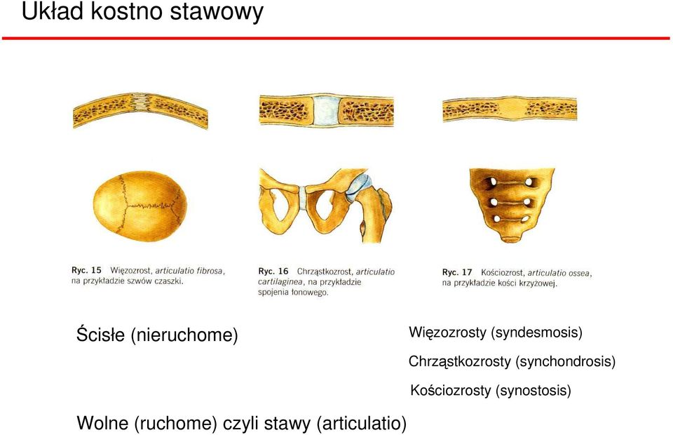 (ossa pneumatica) Połączenia kości Ścisłe (nieruchome) Więzozrosty (syndesmosis)