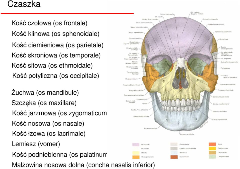 mandibule) Szczęka (os maxillare) Kość jarzmowa (os zygomaticum) Kość nosowa (os nasale) Kość łzowa