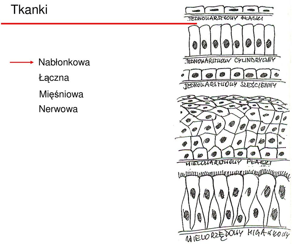 Łączna