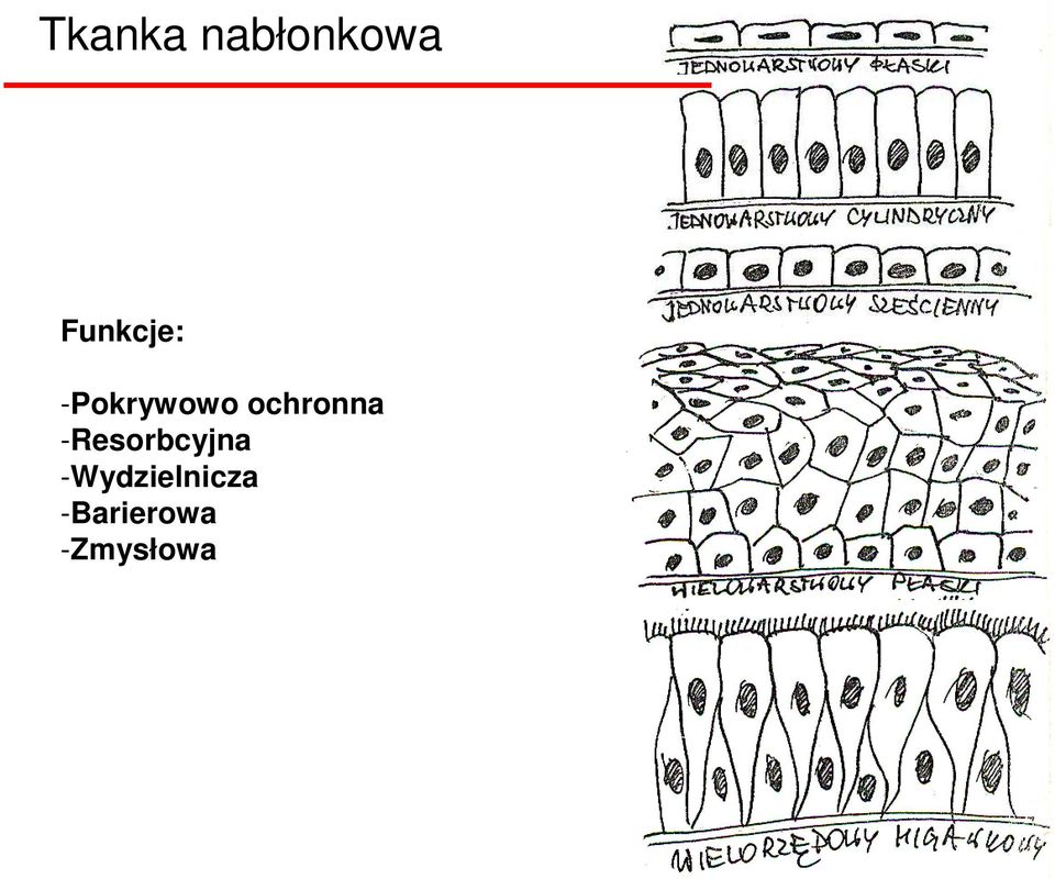 ochronna -Resorbcyjna