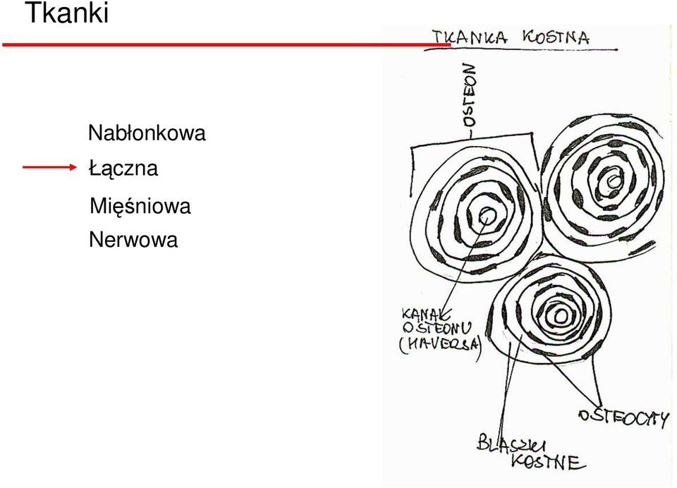 Łączna
