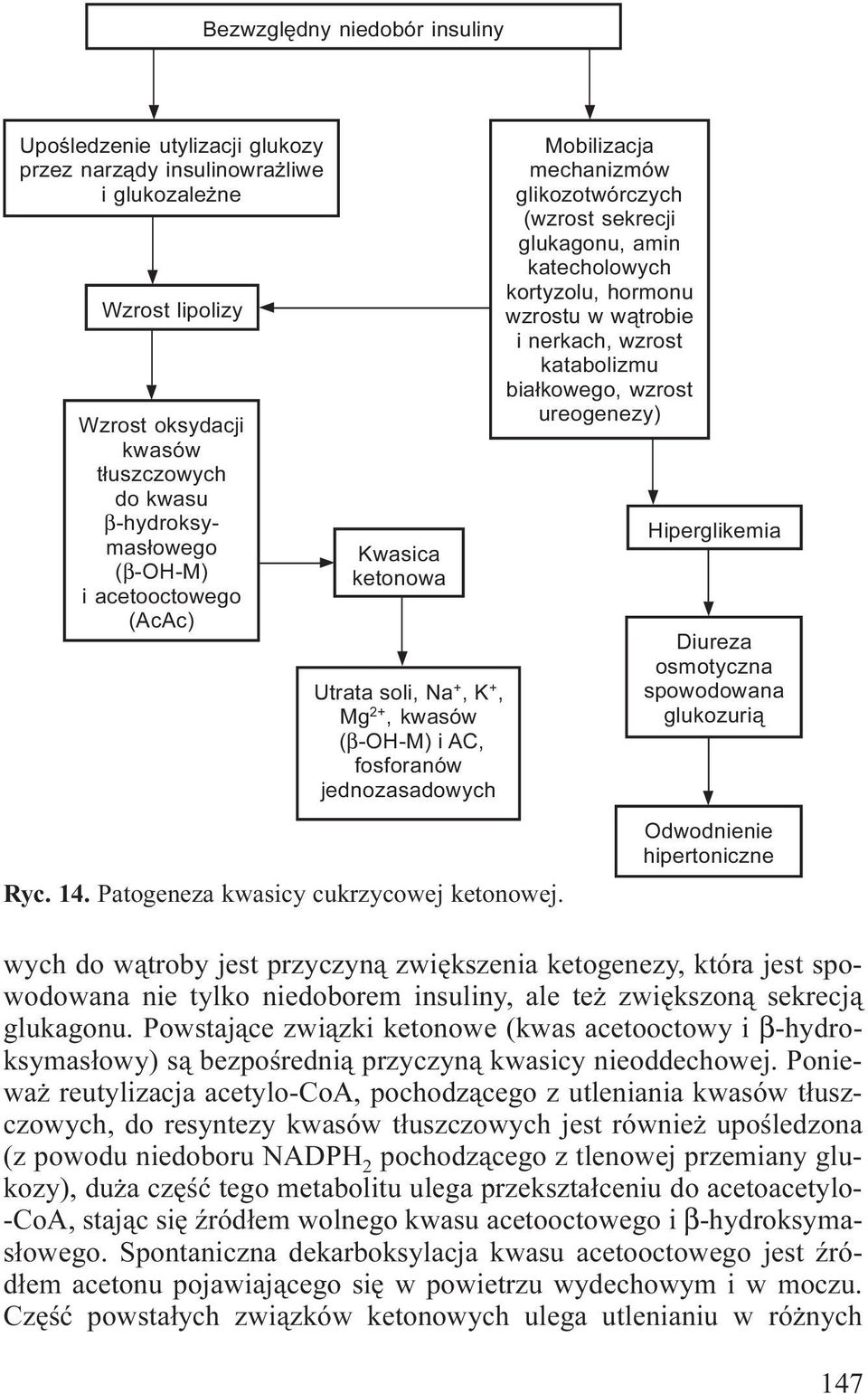 Mobilizacja mechanizmów glikozotwórczych (wzrost sekrecji glukagonu, amin katecholowych kortyzolu, hormonu wzrostu w w¹trobie i nerkach, wzrost katabolizmu bia³kowego, wzrost ureogenezy)