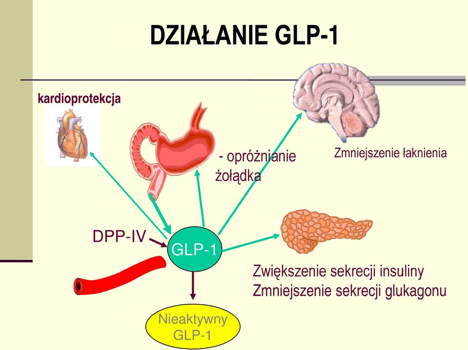 DPP-IV GLP-1 Nieaktywny GLP-1 +