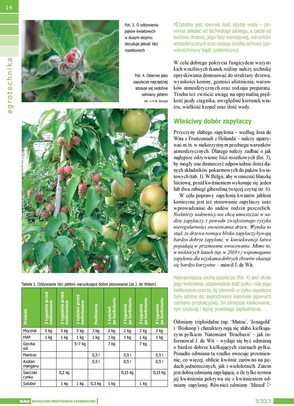 Obecnie jako zapylacze najczęściej stosuje się ozdobne odmiany jabłoni 3 tygodnie fot. 1 4 M.