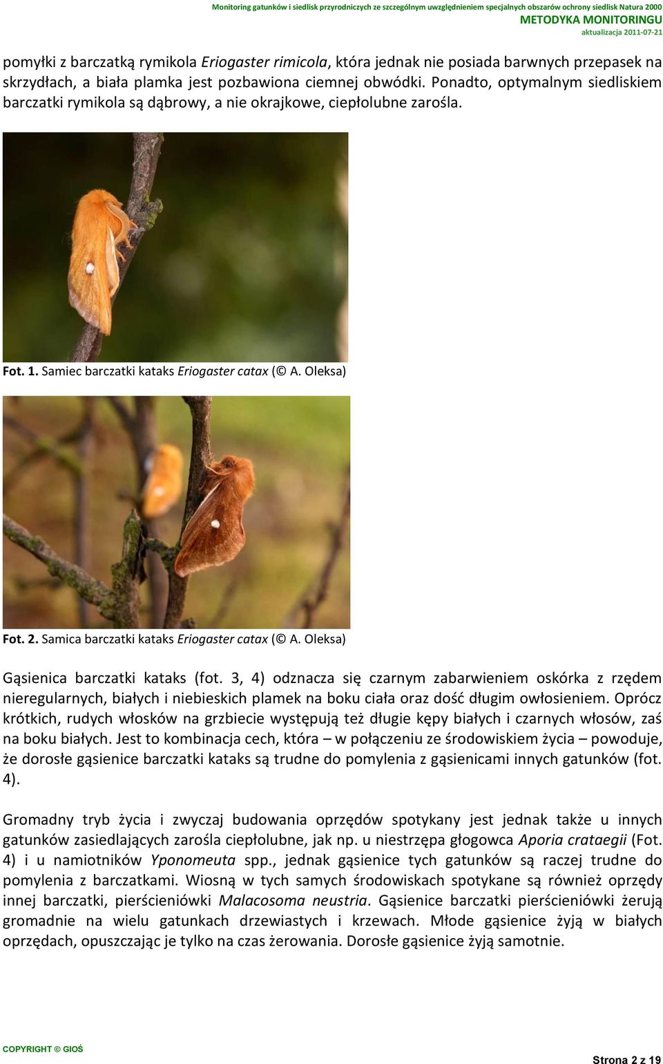 Samica barczatki kataks Eriogaster catax ( A. Oleksa) Gąsienica barczatki kataks (fot.