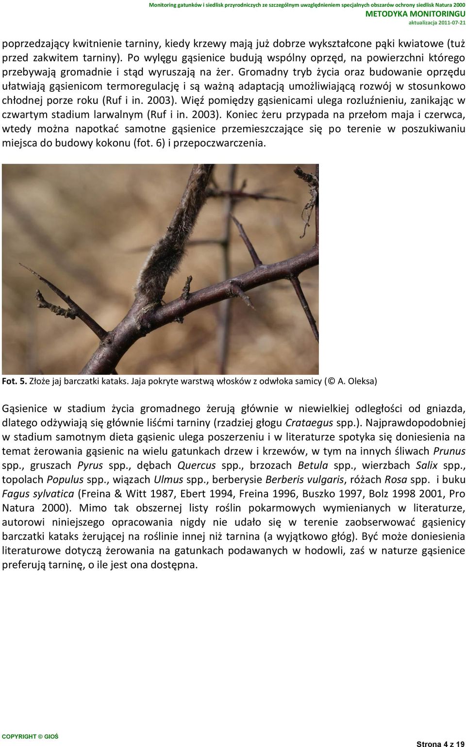 Gromadny tryb życia oraz budowanie oprzędu ułatwiają gąsienicom termoregulację i są ważną adaptacją umożliwiającą rozwój w stosunkowo chłodnej porze roku (Ruf i in. 2003).