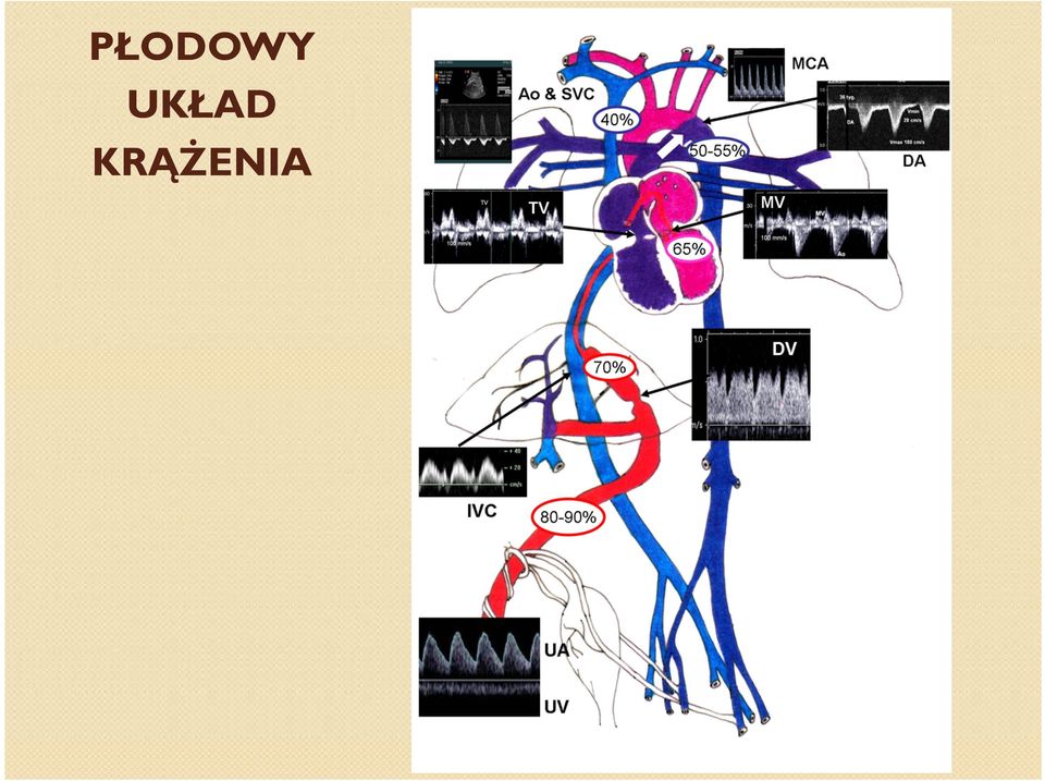 KRĄŻENIA