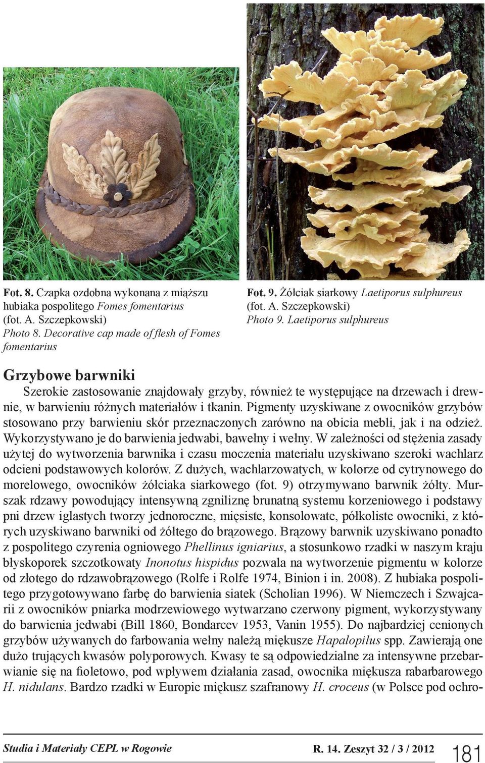 Laetiporus sulphureus Grzybowe barwniki Szerokie zastosowanie znajdowały grzyby, również te występujące na drzewach i drewnie, w barwieniu różnych materiałów i tkanin.
