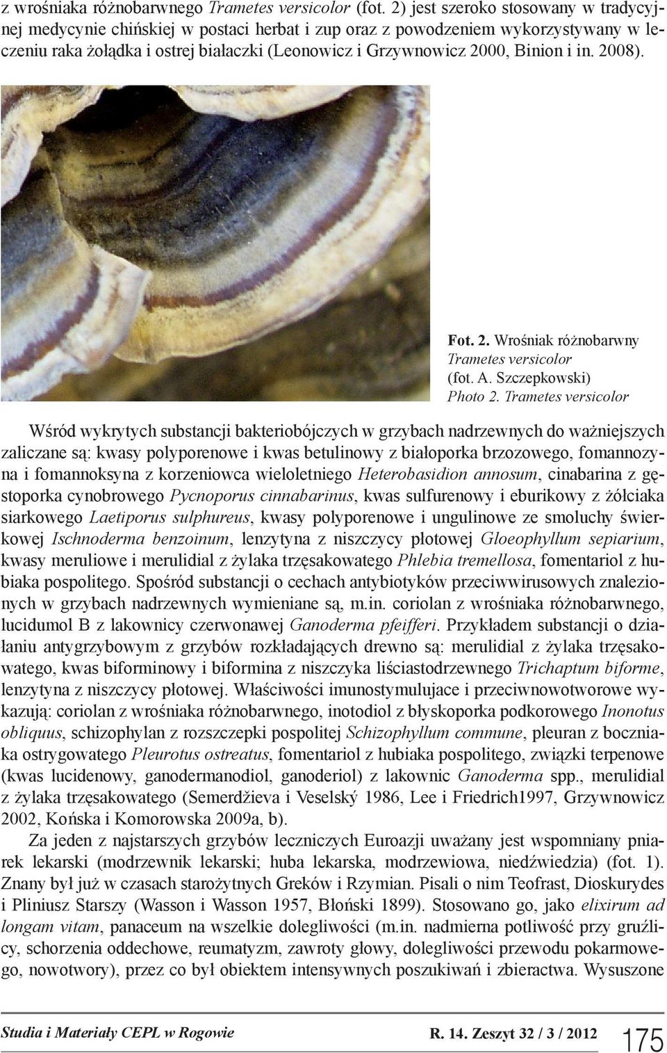in. 2008). Fot. 2. Wrośniak różnobarwny Trametes versicolor (fot. A. Szczepkowski) Photo 2.