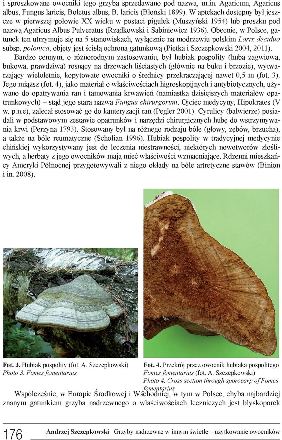 Obecnie, w Polsce, gatunek ten utrzymuje się na 5 stanowiskach, wyłącznie na modrzewiu polskim Larix decidua subsp. polonica, objęty jest ścisłą ochroną gatunkową (Piętka i Szczepkowski 2004, 2011).