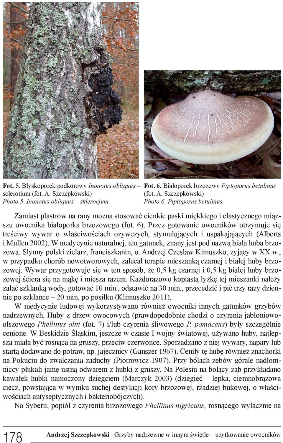 Przez gotowanie owocników otrzymuje się treściwy wywar o właściwościach ożywczych, stymulujących i uspakajających (Alberts i Mullen 2002).