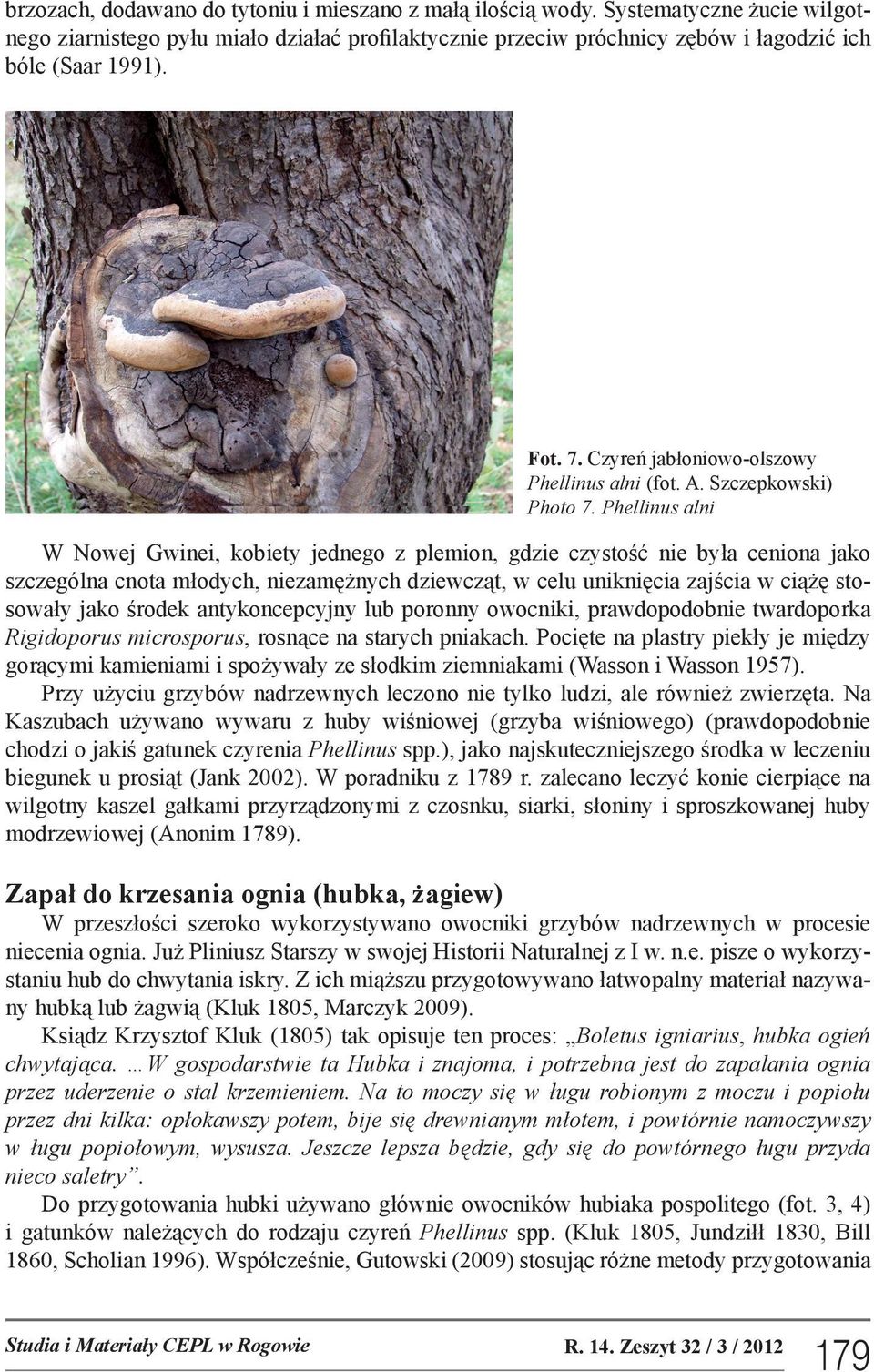 Phellinus alni W Nowej Gwinei, kobiety jednego z plemion, gdzie czystość nie była ceniona jako szczególna cnota młodych, niezamężnych dziewcząt, w celu uniknięcia zajścia w ciążę stosowały jako