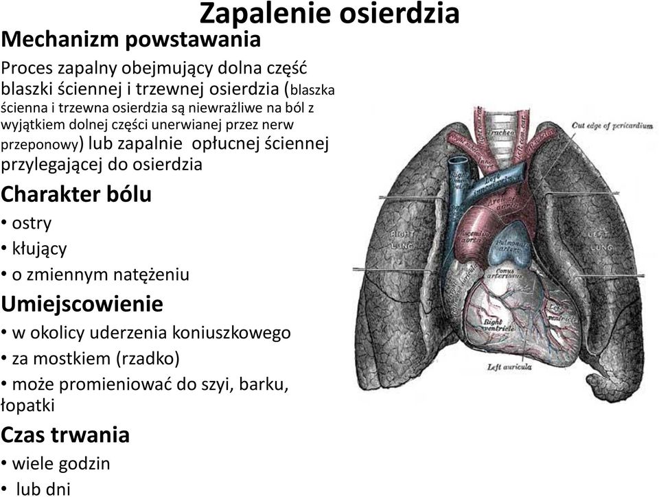 zapalnie opłucnej ściennej przylegającej do osierdzia Charakter bólu ostry kłujący o zmiennym natężeniu Umiejscowienie w