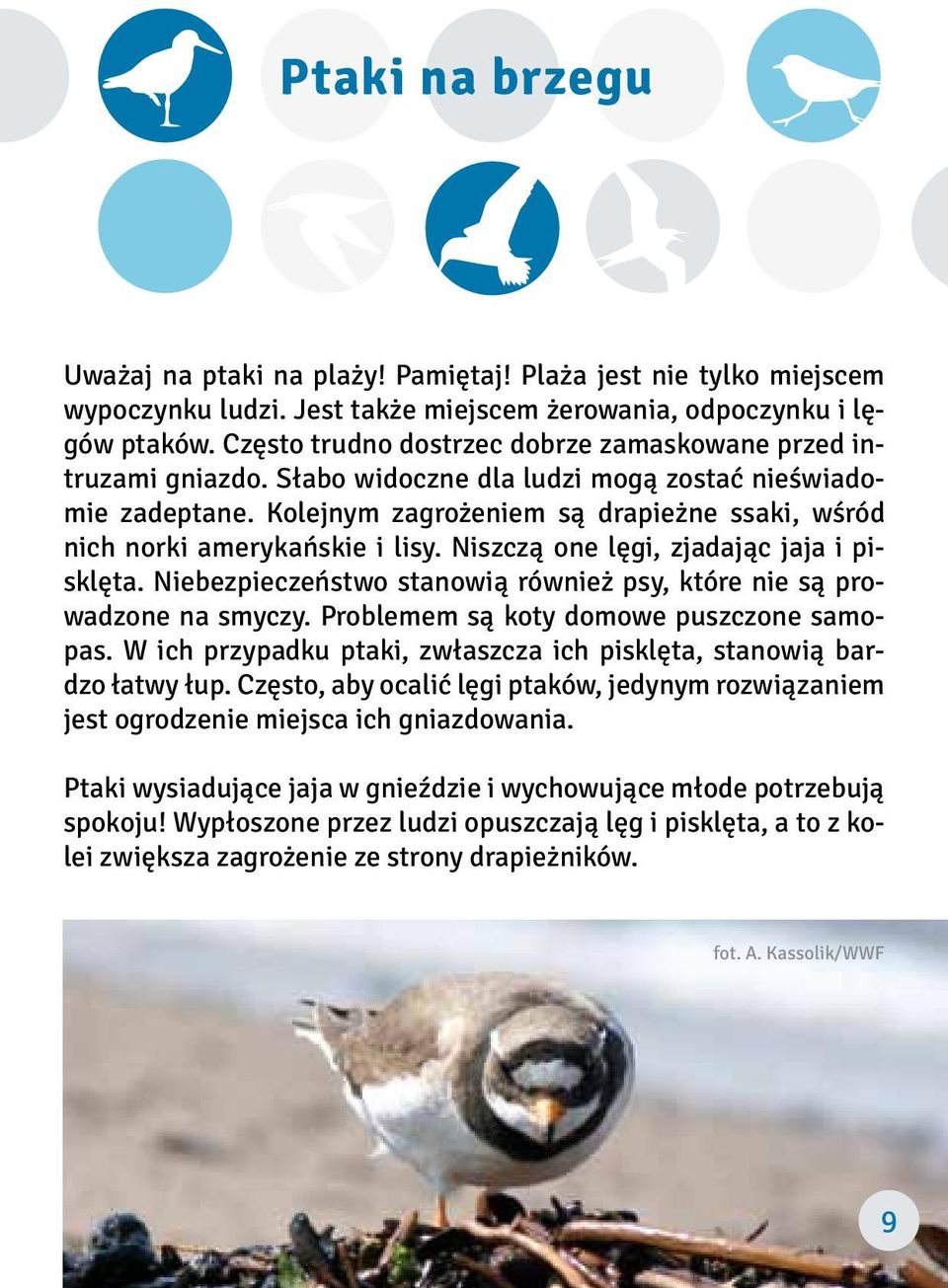 Czarne pisklęta łup