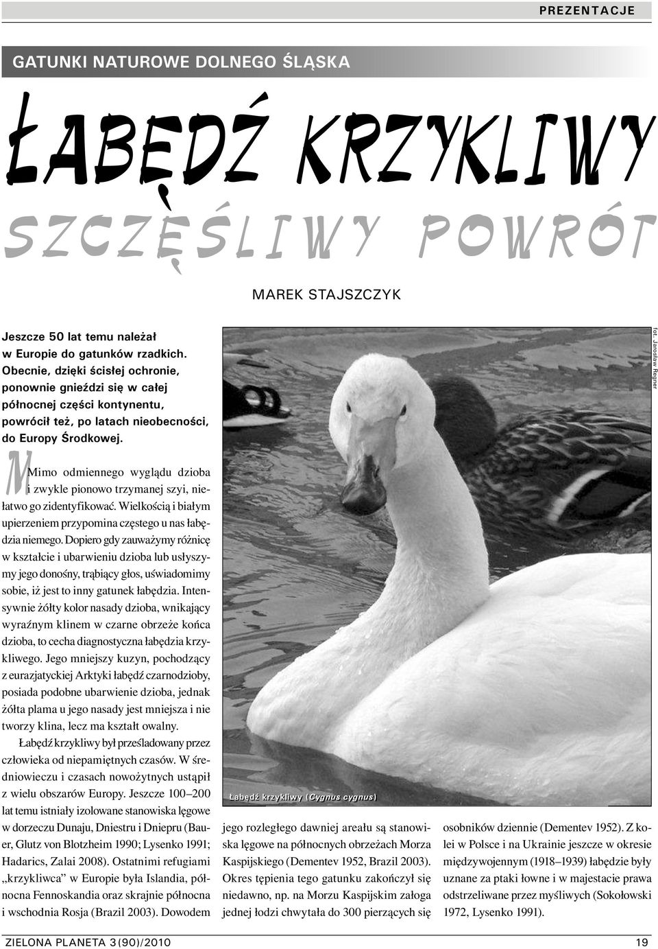 Jarosław Regner MMimo odmiennego wyglądu dzioba i zwykle pionowo trzymanej szyi, niełatwo go zidentyfikować. Wielkością i białym upierzeniem przypomina częstego u nas łabędzia niemego.