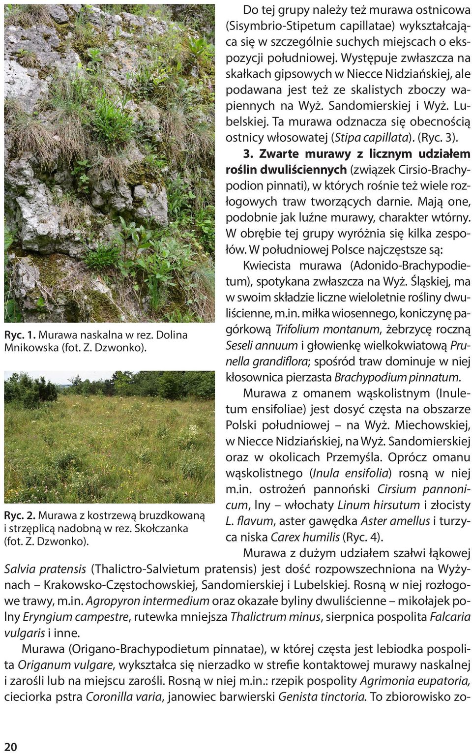 Do tej grupy należy też murawa ostnicowa (Sisymbrio-Stipetum capillatae) wykształcająca się w szczególnie suchych miejscach o ekspozycji południowej.