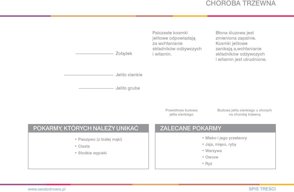 Jelito cienkie Jelito grube Prawidłowa budowa jelita cienkiego Budowa jelita cienkiego u chorych na chorobę trzewną POKARMY,