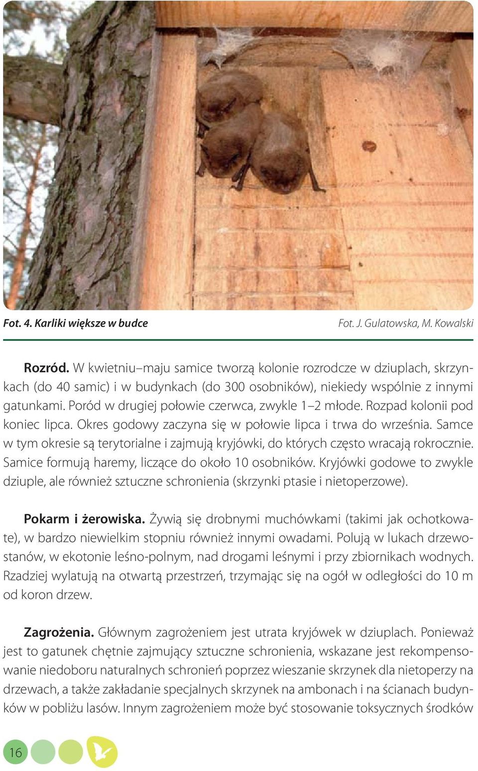 Poród w drugiej połowie czerwca, zwykle 1 2 młode. Rozpad kolonii pod koniec lipca. Okres godowy zaczyna się w połowie lipca i trwa do września.