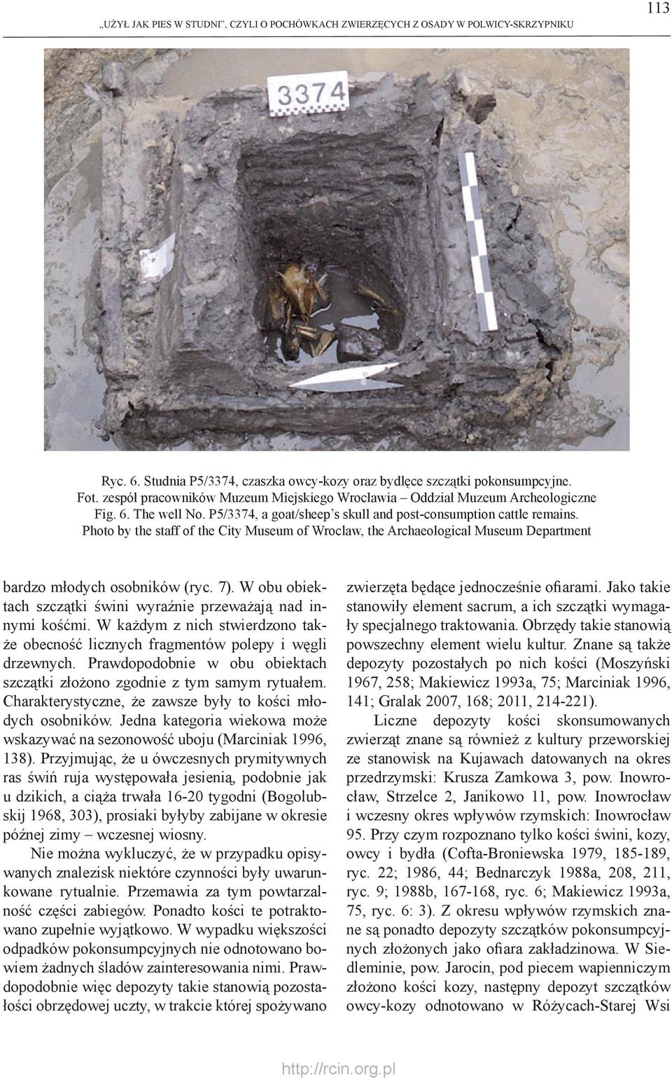 Photo by the staff of the City Museum of Wroclaw, the Archaeological Museum Department bardzo młodych osobników (ryc. 7). W obu obiektach szczątki świni wyraźnie przeważają nad innymi kośćmi.