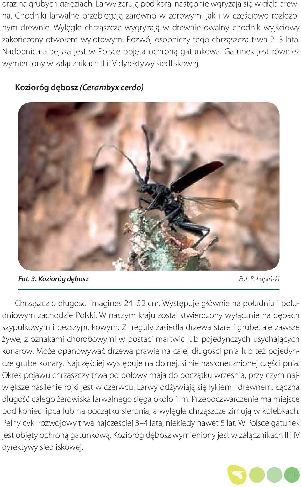 Gatunek jest również wymieniony w załącznikach II i IV dyrektywy siedliskowej. Kozioróg dębosz (Cerambyx cerdo) Fot. 3. Kozioróg dębosz Fot. R. Łapiński Chrząszcz o długości imagines 24 52 cm.