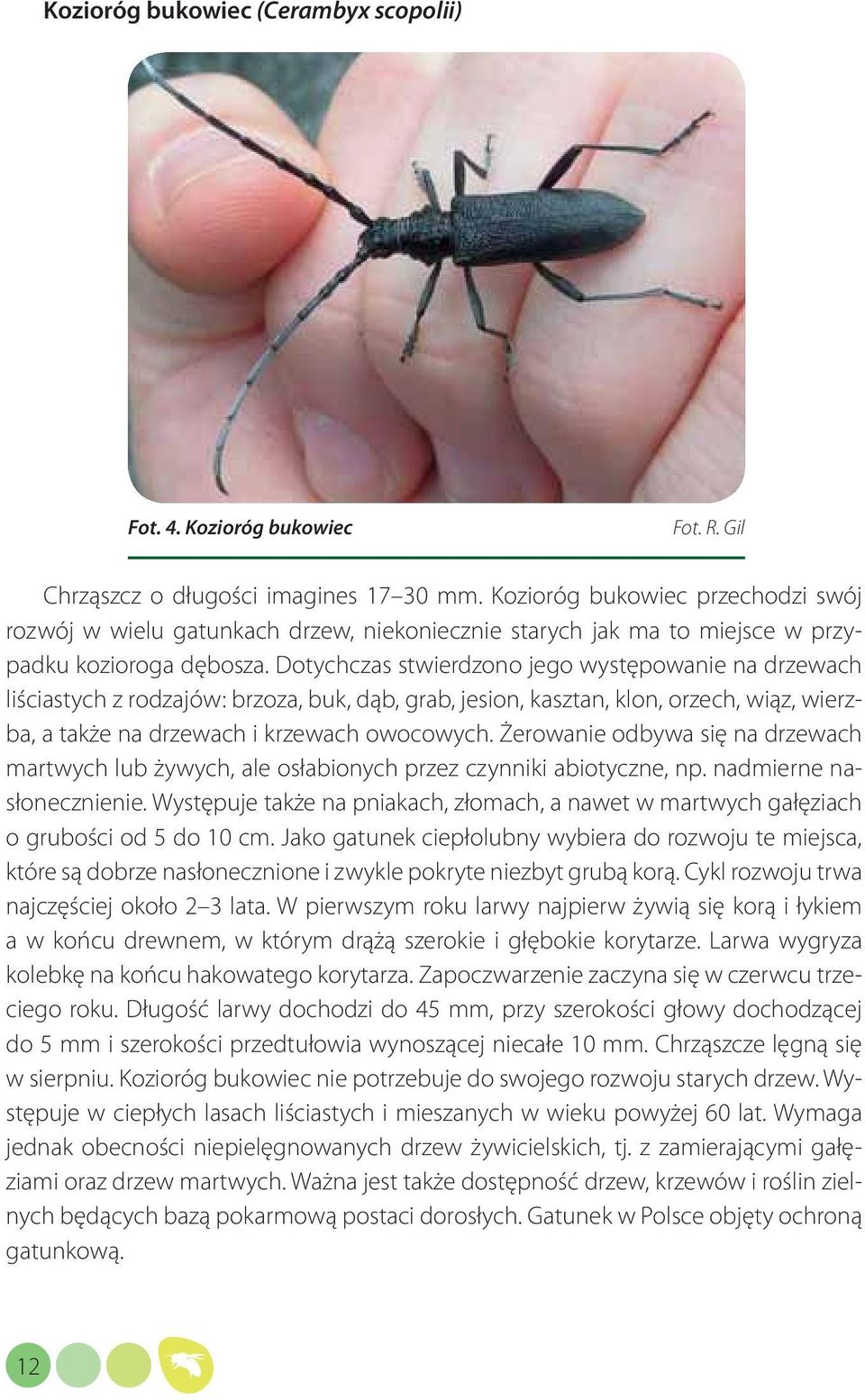 Dotychczas stwierdzono jego występowanie na drzewach liściastych z rodzajów: brzoza, buk, dąb, grab, jesion, kasztan, klon, orzech, wiąz, wierzba, a także na drzewach i krzewach owocowych.
