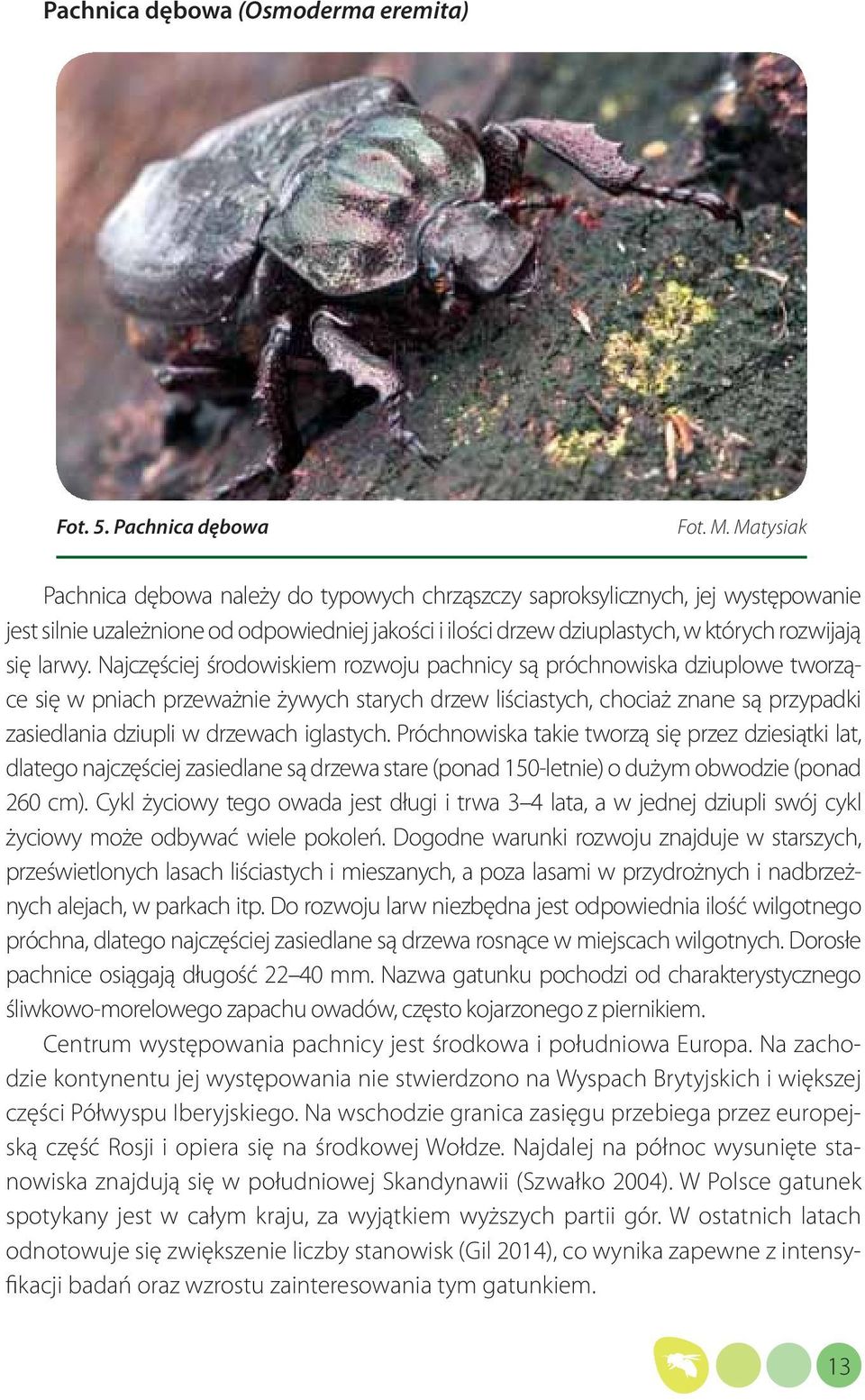 Najczęściej środowiskiem rozwoju pachnicy są próchnowiska dziuplowe tworzące się w pniach przeważnie żywych starych drzew liściastych, chociaż znane są przypadki zasiedlania dziupli w drzewach