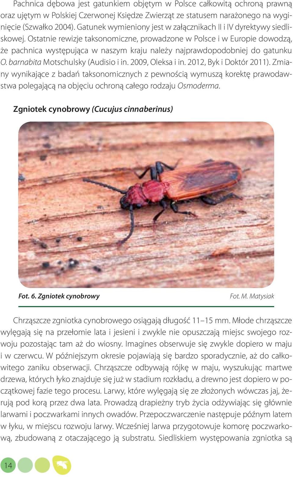 Ostatnie rewizje taksonomiczne, prowadzone w Polsce i w Europie dowodzą, że pachnica występująca w naszym kraju należy najprawdopodobniej do gatunku O. barnabita Motschulsky (Audisio i in.