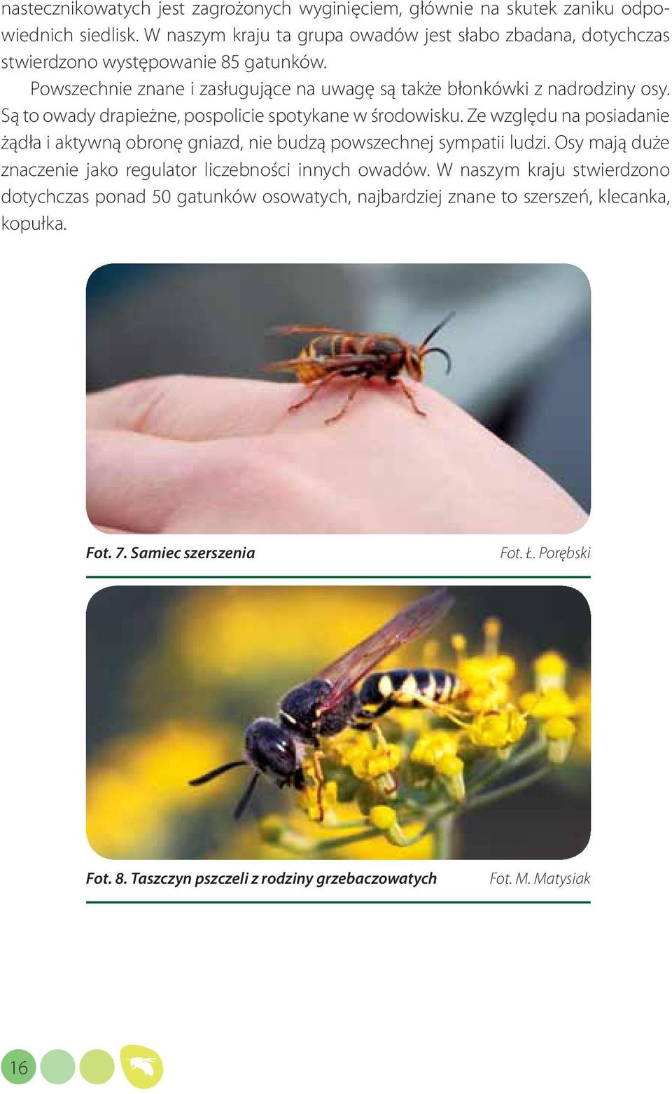 Są to owady drapieżne, pospolicie spotykane w środowisku. Ze względu na posiadanie żądła i aktywną obronę gniazd, nie budzą powszechnej sympatii ludzi.