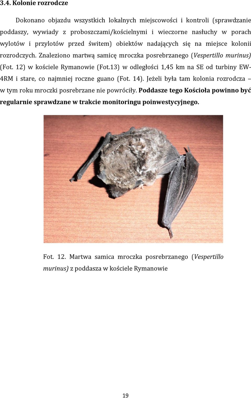 13) w odległości 1,45 km na SE od turbiny EW- 4RM i stare, co najmniej roczne guano (Fot. 14). Jeżeli była tam kolonia rozrodcza w tym roku mroczki posrebrzane nie powróciły.