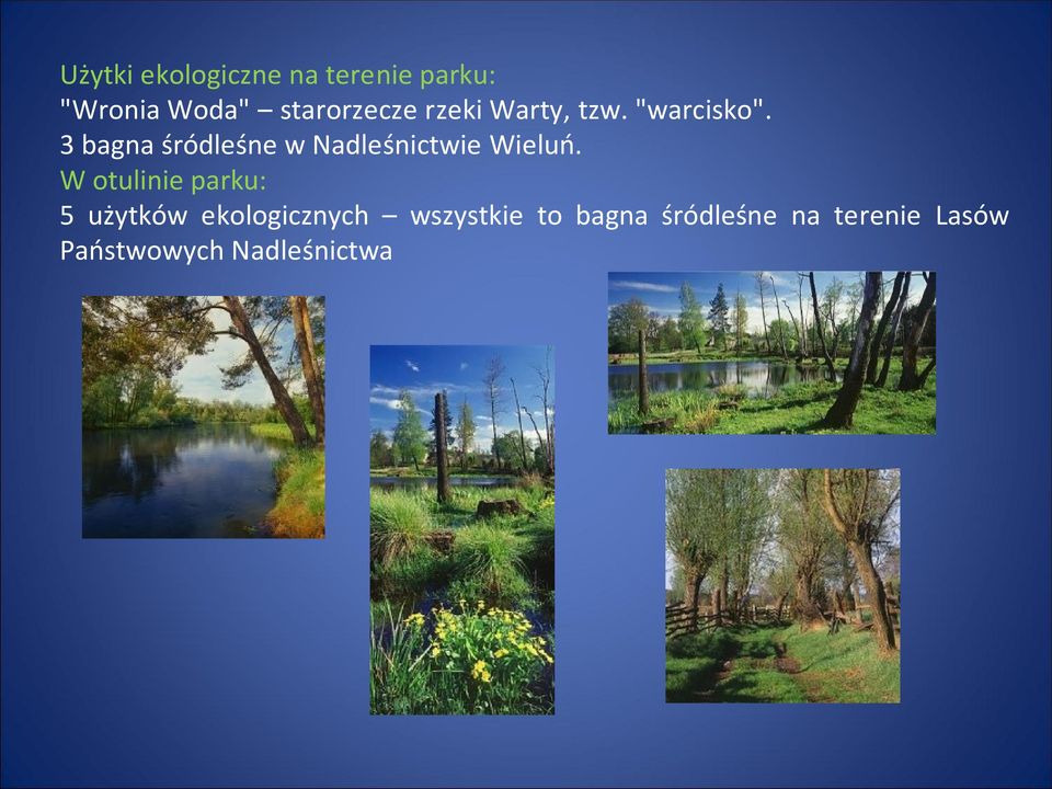 3 bagna śródleśne w Nadleśnictwie Wieluń.