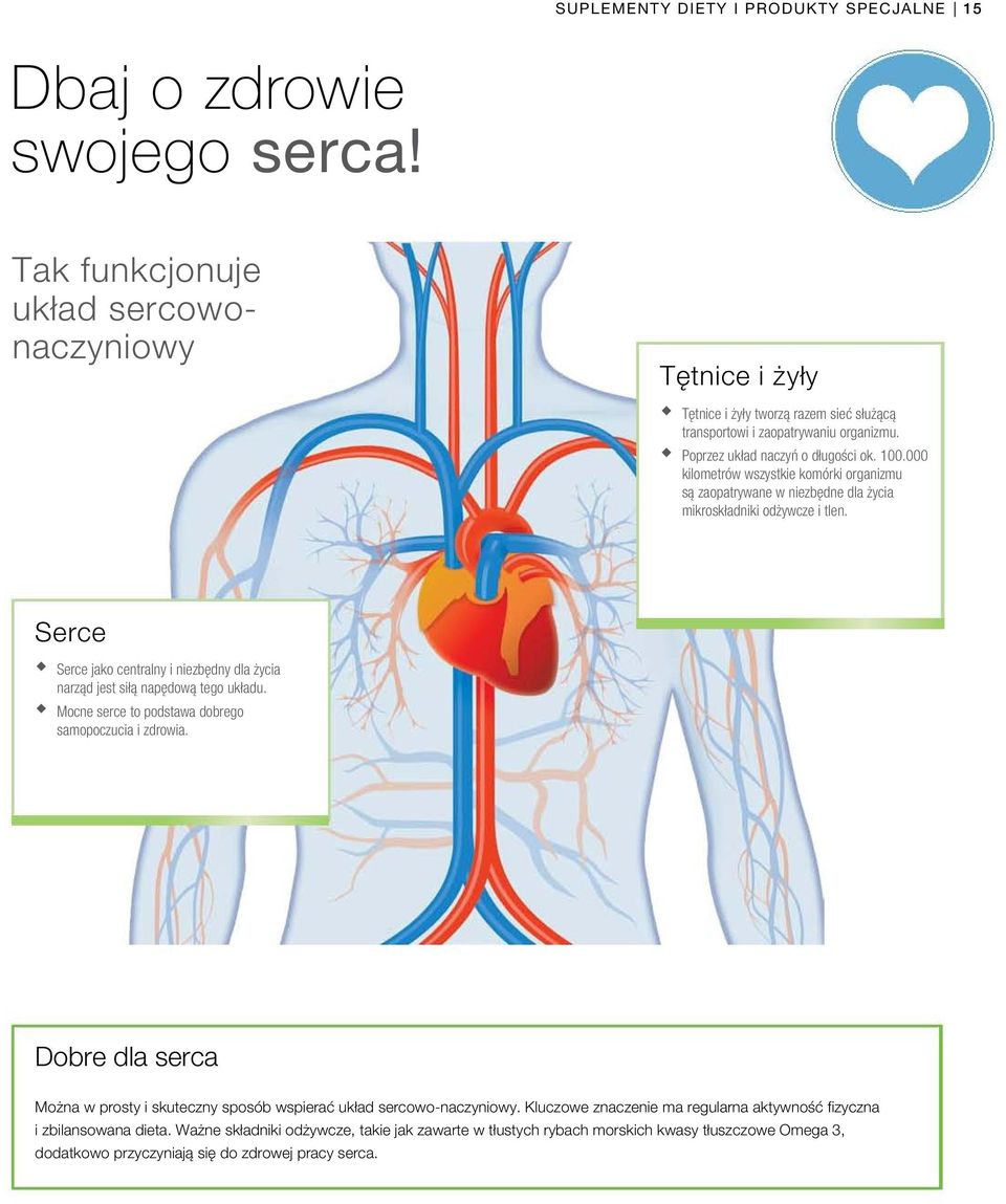 000 kilometrów wszystkie komórki organizmu są zaopatrywane w niezbędne dla życia mikroskładniki odżywcze i tlen. Serce Serce jako centralny i niezbędny dla życia narząd jest siłą napędową tego układu.