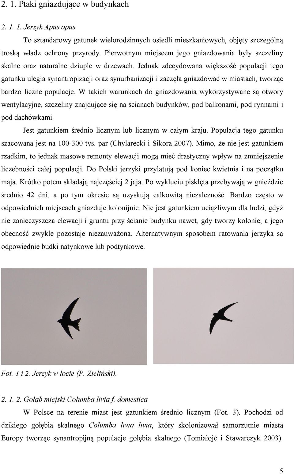 Jednak zdecydowana większość populacji tego gatunku uległa synantropizacji oraz synurbanizacji i zaczęła gniazdować w miastach, tworząc bardzo liczne populacje.