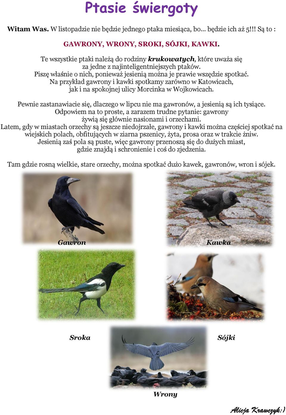 Na przykład gawrony i kawki spotkamy zarówno w Katowicach, jak i na spokojnej ulicy Morcinka w Wojkowicach. Pewnie zastanawiacie się, dlaczego w lipcu nie ma gawronów, a jesienią są ich tysiące.