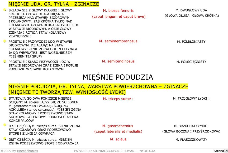 DZIAŁAJĄC NA STAW KOLANOWY SILNIE ZGINA GOLEŃ I OBRACA JĄ DO WEWNĄTRZ.