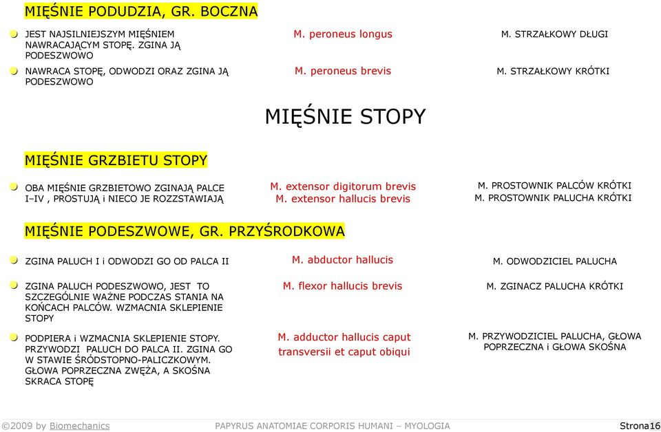 PROSTOWNIK PALCÓW KRÓTKI M. extensor hallucis brevis M. PROSTOWNIK PALUCHA KRÓTKI MIĘŚNIE PODESZWOWE, GR. PRZYŚRODKOWA = ZGINA PALUCH I i ODWODZI GO OD PALCA II M. abductor hallucis M.