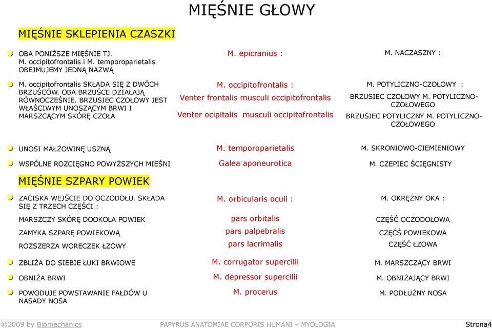 occipitofrontalis : Venter frontalis musculi occipitofrontalis Venter ocipitalis musculi occipitofrontalis M. POTYLICZNO-CZOŁOWY : BRZUSIEC CZOŁOWY M. POTYLICZNO- CZOŁOWEGO BRZUSIEC POTYLICZNY M.