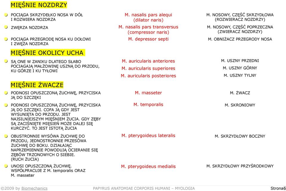 TYŁOWI MIĘŚNIE ŻWACZE = PODNOSI OPUSZCZONĄ ŻUCHWĘ, PRZYCISKA JĄ DO SZCZĘKI = PODNOSI OPUSZCZONĄ ŻUCHWĘ, PRZYCISKA JĄ DO SZCZĘKI. COFA JĄ GDY JEST WYSUNIĘTA DO PRZODU.