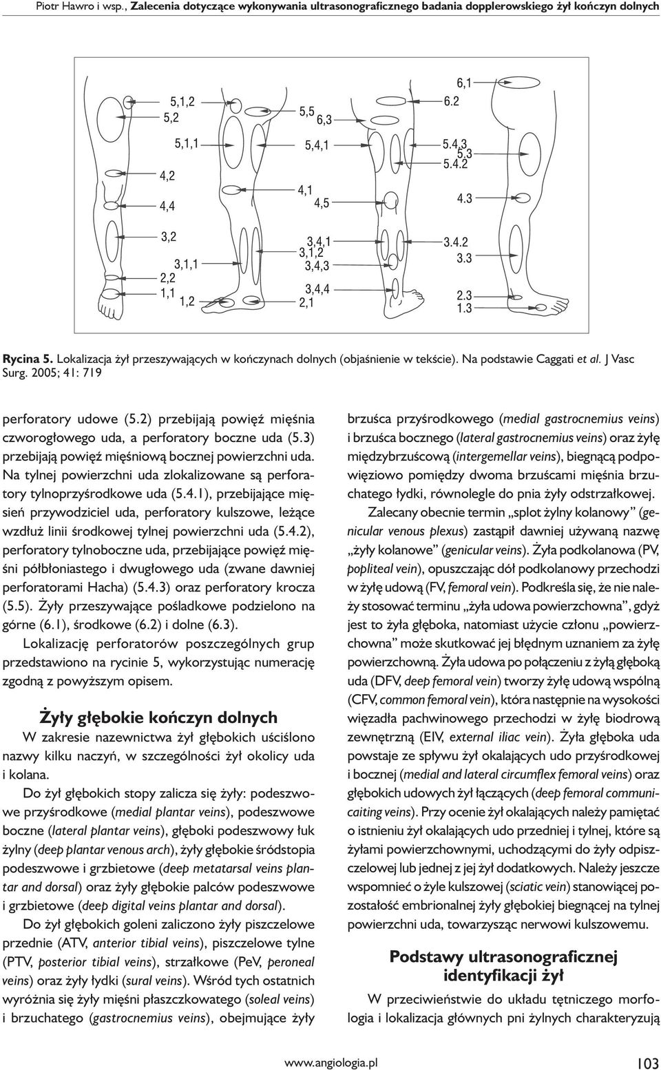 2) przebijają powięź mięśnia czworogłowego uda, a perforatory boczne uda (5.3) przebijają powięź mięśniową bocznej powierzchni uda.