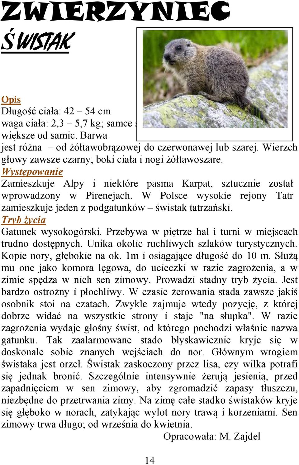 W Polsce wysokie rejony Tatr zamieszkuje jeden z podgatunków świstak tatrzański. Tryb życia Gatunek wysokogórski. Przebywa w piętrze hal i turni w miejscach trudno dostępnych.
