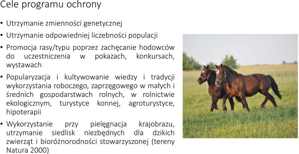 roboczego, zaprzęgowego w małych i średnich gospodarstwach rolnych, w rolnictwie ekologicznym, turystyce konnej, agroturystyce,