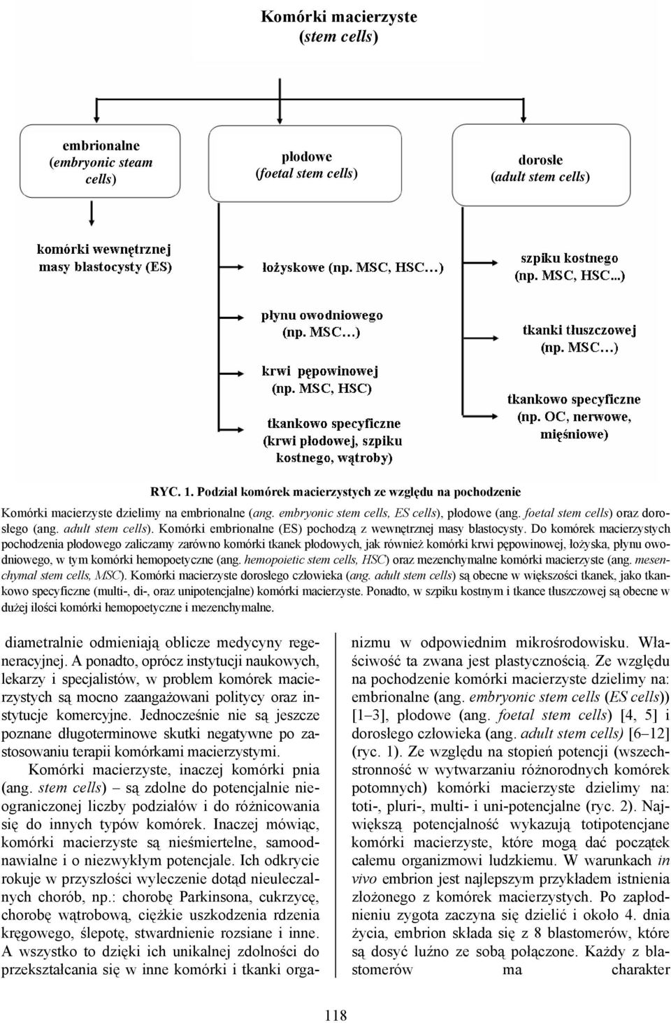 adult stem cells). Komórki embrionalne (ES) pochodzą z wewnętrznej masy blastocysty.