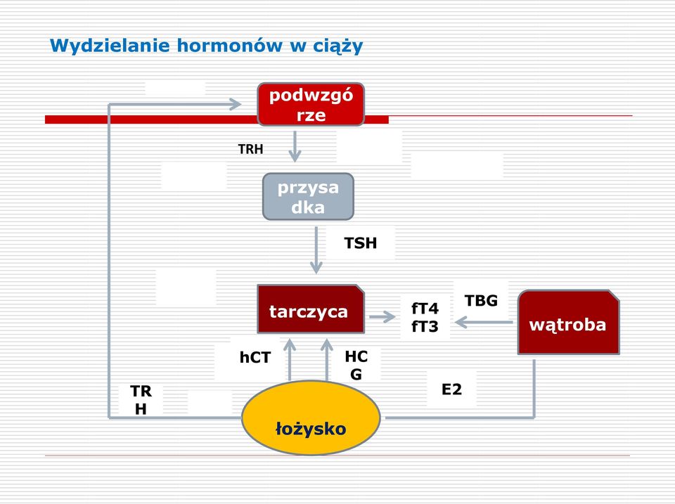 TSH tarczyca ft4 ft3 TBG