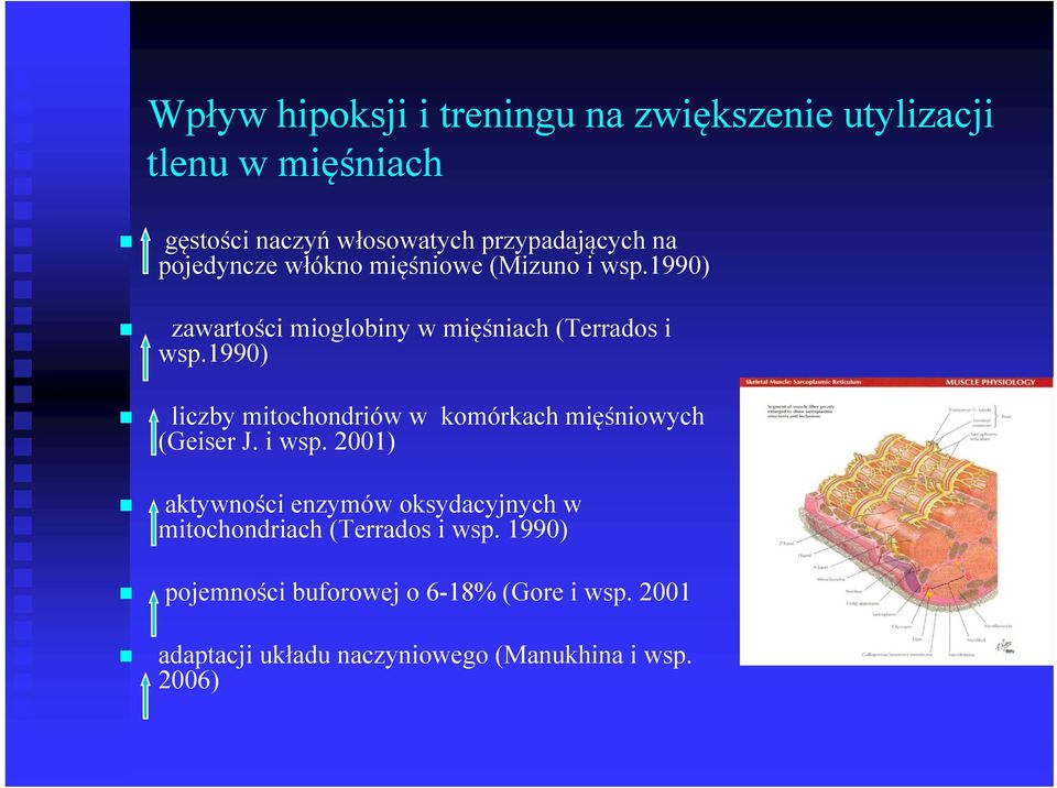 1990) liczby mitochondriów w komórkach mięśniowych (Geiser J. i wsp.