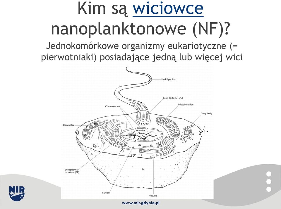 eukariotyczne (= pierwotniaki)