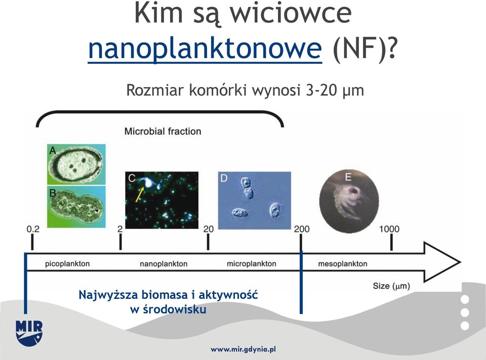 Rozmiar komórki wynosi 3-20