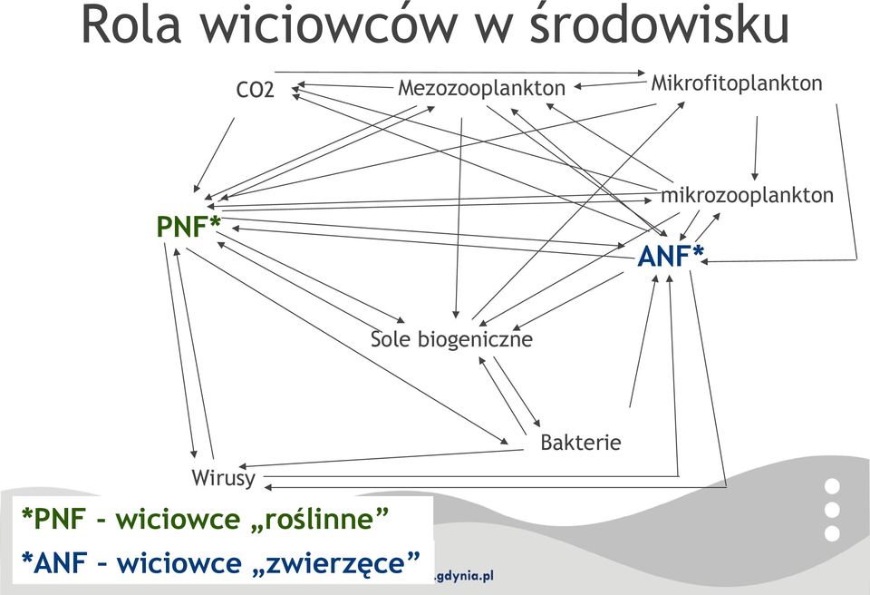 mikrozooplankton ANF* Sole biogeniczne