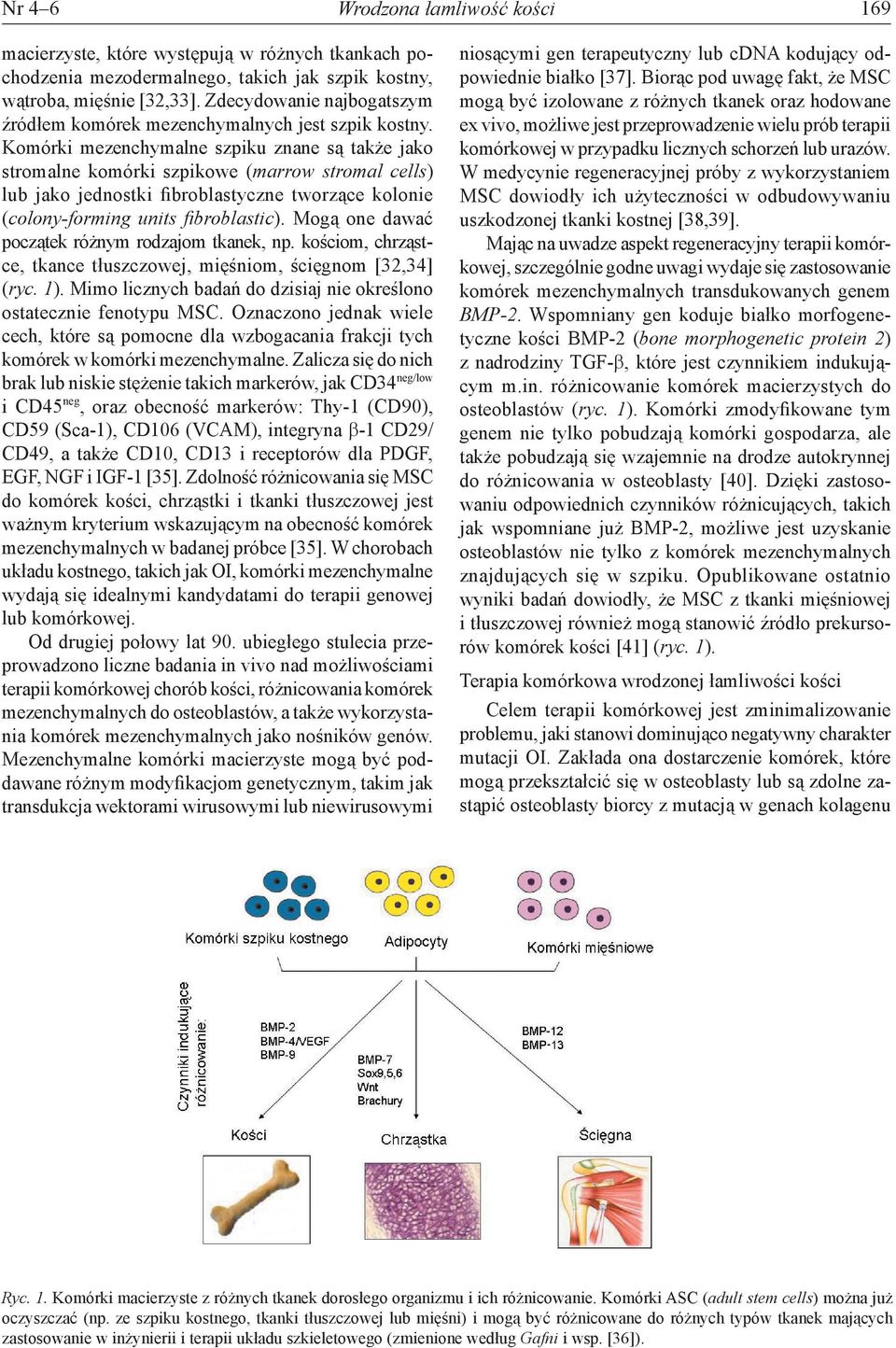 Komórki mezenchymalne szpiku znane są także jako stromalne komórki szpikowe (marrow stromal cells) lub jako jednostki fibroblastyczne tworzące kolonie (colony-forming units fibroblastic).
